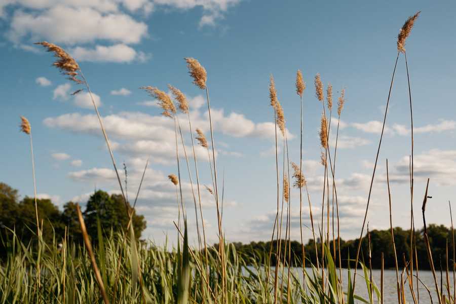 Strå fotografert mot blå himmel med noen få hvite skyer